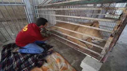 Gazze’de dişi aslanın emzirmeyi reddettiği 3 yavrunun hayata tutunması için çalışılıyor