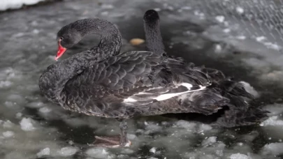 Ankara’nın simgelerinden Kuğulu Park’taki havuz buz tuttu