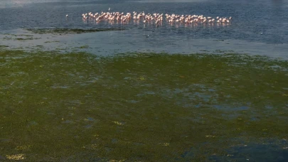 İzmir Körfezi’nde deniz yosunu tabakası oluştu