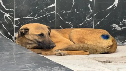 Kayseri’de yaralı bulunan köpek, yapılan müdahaleyle hayata tutundu