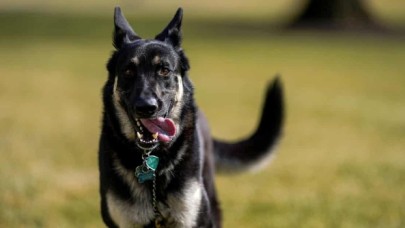 Beyaz Saray, Biden'ın köpeği Major'ın birini daha ısırdığını duyurdu