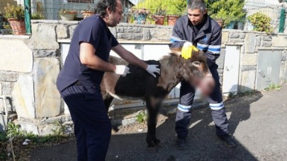 Bodrum Belediyesi'nin tedavi ettiği eşek vatandaş tarafından sahiplenildi