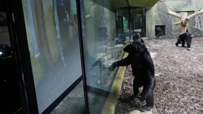 Çekya'da hayvanat bahçesi, Koronavirüs günlerinde şempanzeler arası video görüşmeleri başlattı