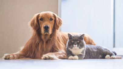 Kedi, köpek ve gelinciklere mikroçip zorunluluğu getirildi