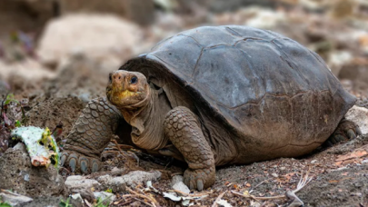 Galapagos'da nesli tükenen kaplumbağa mucizesi!