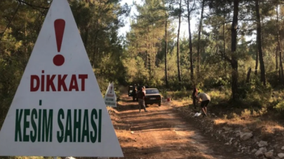 Akbelen Ormanı'nda termik santral için ağaç kesimi başladı