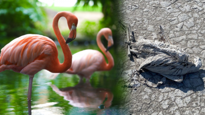 Tuz Gölü'ne su akışının kesilmesi nedeniyle, yüzlerce flamingo öldü