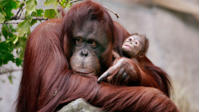 Dünya Orangutan Günü Kutlu Olsun