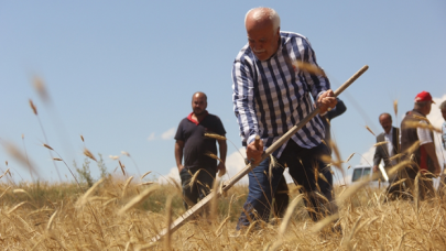 Sivas'ta 7 yıl önce bulunan bir avuç ata tohumu buğdaydan 500 dönümde hasat yapıldı