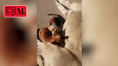 "Hediye" köpek, yavru kedilere annelik yapıyor