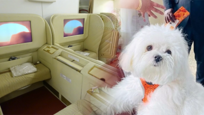 Köpeğiyle rahat seyahat etmek için Business Class'ı kapattı