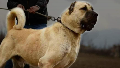 Sivas Kangal köpeklerinin genetiği çiple korunuyor