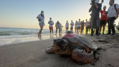 Uydu takip cihazı takılan caretta caretta denize bırakıldı