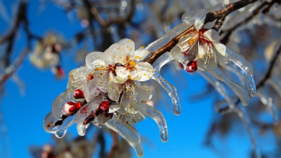 Meteoroloji'den 4 bölge için zirai don uyarısı