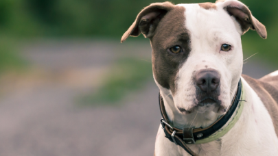 Pitbull cinsi köpeğin saldırısına uğrayan adamın burnu koptu!