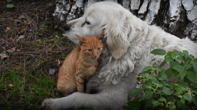 Kediyle köpek birbirlerinden ayrılmıyor