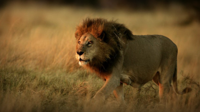 Aslan, yeni doğan yavrusunu yedi