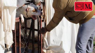 Denizli'de pitbull dehşeti! 13 yaşındaki çocuk yaralandı