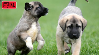 Anadolu Çoban Köpeği, doğar doğmaz görevinin başında