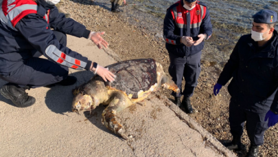 İzmir'de bir caretta caretta sahilde cansız halde bulundu