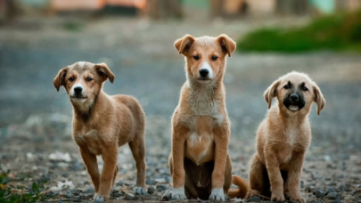 Köpek saldırısıyla karşılaşılması halinde neler yapılmalı