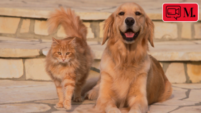 Golden'dan kedi kavgasına müdahale