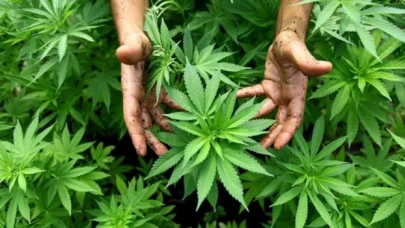 ABD Temsilciler Meclisi marihuana kullanımını yasallaştırmaya hazırlanıyor