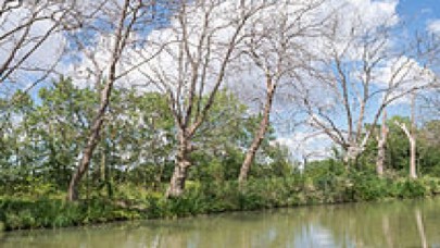 Çınar ağacı kanseri (Ceratocystis platani) nedir?