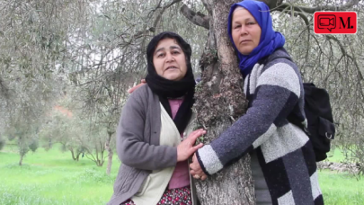 Muğlalı kadınlar zeytin ağaçlarına sahip çıkıyor