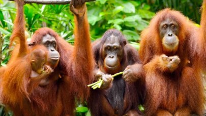 Orangutanlar havalı olduklarını göstermek için yeni argo sözcükler geliştiriyor