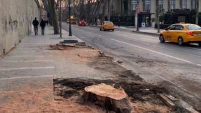 TEMA Vakfı'ndan kesilen ağaçlarla ilgili açıklama: Tedavisi mümkün değil