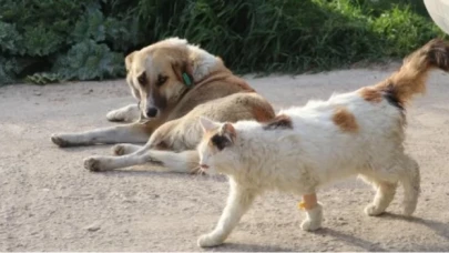 Denizli'de zehirlenen 20 kedi ve köpek ölü bulundu