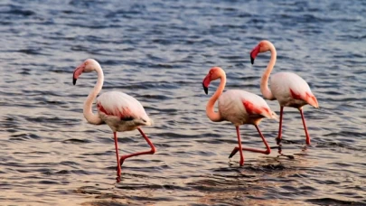 Flamingolar Eber Gölü'ne renk kattı