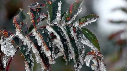 Meteoroloji'den 4 il için zirai don uyarısı