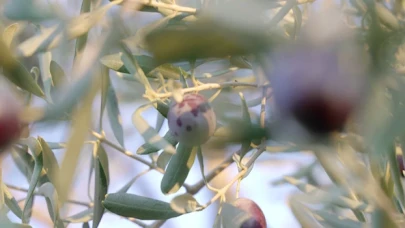 Milas’ın geleceği ‘‘AB tescilli’’ zeytinyağında, kömürde değil!