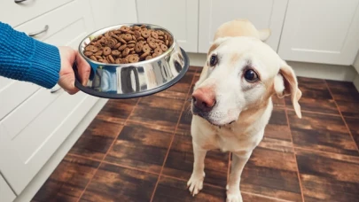 Vegan beslenen köpekler daha mı sağlıklı?