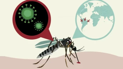 Zika Virüsü Nedir ve Belirtileri Nelerdir? Nasıl Bulaşır?