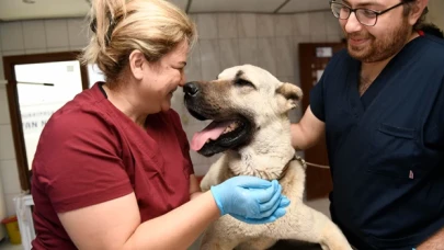 Muratpaşa Belediyesi, kamyonet arkasında sürüklenen köpeği kurtardı