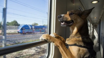 İtalyan tren operatörü artık köpeklere de bilet satıyor