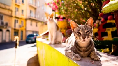 Kedi ölümlerine yol açan salgın iddiasına Adalar Belediyesi'nden yalanlama