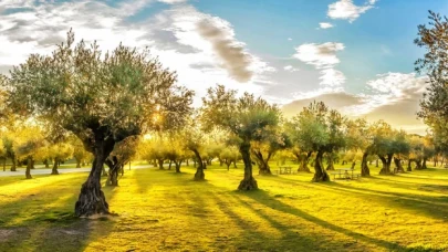 Zeytin Ağaçları 7.000 Yıl Önce Evcilleştirilmiş