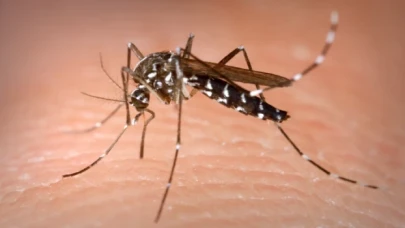 Aedes sivrisineğinden bulaşan virüsler