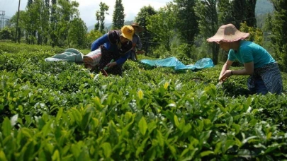 Çaykur, dekar başına 500 kilo yaş çay alımı gerçekleştirecek