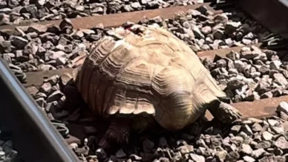 İngiltere'de tren raylarında 'dev tosbağa'