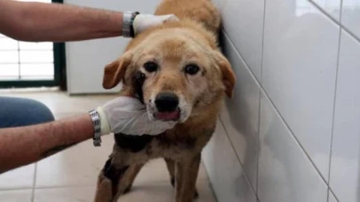 Köpeğini arabasının arkasına bağlayıp sürükleyen emekli öğretmene 2 bin lira ceza