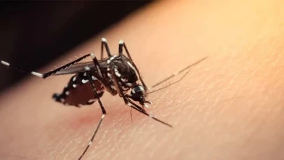 Singapur’da Zika virüsü: 2020’den bu yana ilk kez görüldü