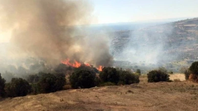 Tekirdağ’da 50 dönüm zeytinlik yandı