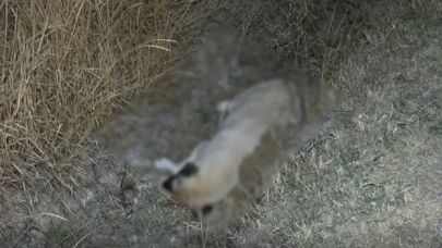 Ankara’da zehirlendikleri düşülen 8 ölü köpek bulundu!