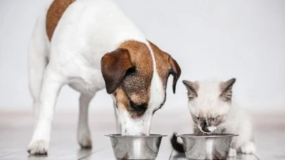 Çalışanlar en çok kedi besliyor