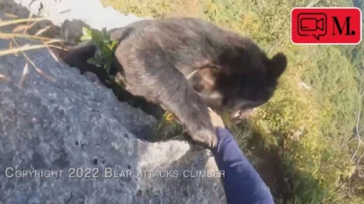 Dağcı, kendisine saldıran ayıyı tekme tokat dövdü